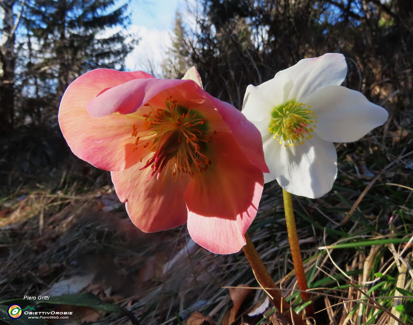 57 Helleborus niger (Ellebori) verso la fruttescenza.JPG